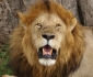 New Tour of Africa released!